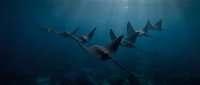 School of spotted eagle rays gliding gracefully through deep blue ocean waters in formation, showcasing marine wildlife behavior and underwater ecosystem.