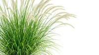 Ornamental fountain grass with feathery plumes and green foliage isolated on white background for landscaping and garden design projects.