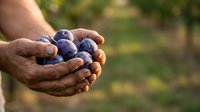 Farmer's hands holding fresh blueberries in palm, harvested from garden or farm field, suitable for agriculture, food, and organic produce marketing.