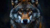 Close up portrait of gray wolf with intense amber eyes and focused gaze against dark background, dramatic lighting highlights facial features and fur texture.