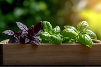Fresh purple and green basil leaves growing in wooden box with natural sunlight and bokeh background, aromatic herbs for cooking and garnishing.