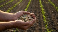 Farmer hands holding seeds over fertile soil with green crop rows in agricultural field during planting season for sustainable farming practices.
