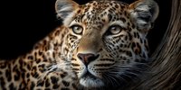 Majestic leopard portrait with intense golden eyes and spotted coat pattern against dark background for wildlife photography and nature designs.