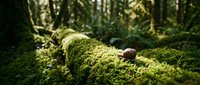 Mushroom growing on moss-covered fallen log in lush green forest with dappled sunlight filtering through trees creating peaceful woodland atmosphere.