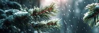 Snow falling on pine branches with red berries in winter forest, creating atmospheric seasonal backdrop for holiday designs.