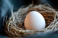 Single white egg resting in woven nest made of dried straw and twigs on dark background. Suitable for agriculture, food, nature, and Easter-themed designs.