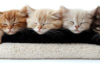 Sleeping kittens in row on soft pillow, cute ginger and cream colored cats resting together with peaceful expressions, cozy pet portrait on white background.