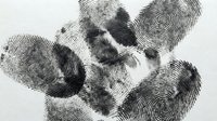 Fingerprints in black ink on white background, isolated forensic evidence pattern for criminal investigation, security, identification, and design applications.