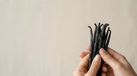 Hands holding bundle of black vanilla pods isolated on neutral background, ready for culinary and design applications.