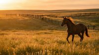 Brown horse galloping through golden grassland at sunset with wooden fence and rolling hills in warm evening light creating peaceful rural ranch scene.