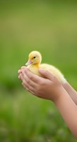Child holding fluffy yellow duckling in cupped hands against soft green blurred background. Gentle wildlife interaction for parenting, education, and nature themes.