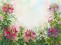 Watercolor cleome spider flowers frame with pink purple blooms and green foliage on soft pastel background for wedding invitations and floral designs.