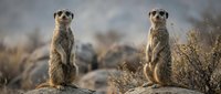 Two meerkats standing alert on rocks in natural desert habitat during golden hour light. Wildlife photography showcasing African savanna mammals in their environment.