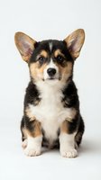 Adorable Corgi puppy with tricolor coat sitting on white background, isolated pet portrait for design projects and marketing materials.