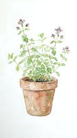 Watercolor illustration of potted oregano herb plant with purple flowers and green leaves in terracotta pot, isolated on white background for botanical design and culinary use.