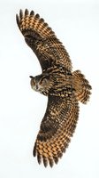 Eagle owl in flight with wings spread wide, displaying detailed feather patterns and talons. Isolated on white background, ready for design, print, and educational use.