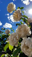 White climbing roses against bright blue summer sky with sunburst and fluffy clouds. Fresh garden blooms with green leaves create romantic natural composition.