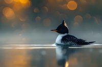 Beautiful common loon swimming in calm water at golden hour, perfect reflection and bokeh background, ideal for nature magazines and wildlife conservation projects.