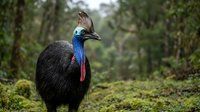 Southern cassowary bird with vibrant blue neck and casque standing in tropical rainforest habitat with lush green moss and vegetation background.