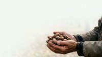 Farmer's hands holding freshly harvested walnuts or nuts in palms, wearing work gloves and jacket, agricultural harvest concept for farming and food production.