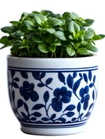 Fresh green peperomia plant growing in decorative ceramic pot with blue and white floral pattern, close up view on white background for home decor.