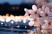 Delicate white cherry blossoms with golden stamens rest on a reflective surface, with soft bokeh lights creating a warm, dreamy atmosphere. Suitable for spring themes and romantic designs.