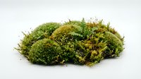 Lush green and golden moss cluster isolated on white background, ready for design projects, botanical illustrations, nature graphics, and environmental artwork applications.
