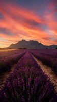 Dramatic sunset over lavender field with mountain backdrop creating vibrant orange and pink sky colors for nature and agriculture themes.