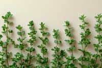 Fresh green thyme sprigs arranged in row pattern on beige background, creating natural border design for culinary and wellness concepts.