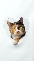 Adorable calico cat peeking through heart-shaped hole in white paper with green eyes and orange black white fur pattern for pet lover designs.