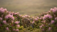 Young deer grazing peacefully among blooming pink heather flowers in natural moorland habitat during golden hour light creating serene wildlife scene.