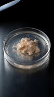 Laboratory tissue culture sample growing in petri dish for medical research and biotechnology experiments on dark surface.