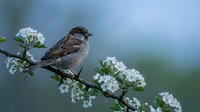 Small brown sparrow perched on flowering branch with delicate white blossoms against soft blue background for nature and wildlife photography projects.