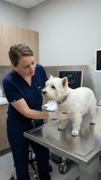 Female veterinarian with light skin tone examining white terrier dog on metal examination table in clinical setting with ultrasound equipment visible in background.