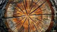 Cross section of aged tree trunk showing detailed wood grain pattern, annual growth rings, and natural cracks radiating from center in warm golden brown tones.
