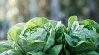 Fresh green lettuce heads growing in organic garden with natural sunlight and bokeh background for healthy eating and agriculture concepts.