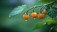 Fresh orange berries with water drops on green branch after rain, natural organic food background for healthy lifestyle and gardening concept.