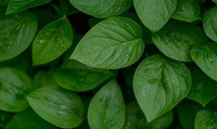 Fresh green leaves with water drops creating natural pattern. Close-up view of wet foliage texture showing leaf veins and morning dew. Nature background for environmental themes.