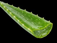 Fresh aloe vera leaf with water droplets, isolated on transparent background. Ready for design use in wellness, skincare, and health-related projects, clipart, and print-on-demand products.