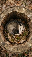 Opossum sleeping curled up inside hollow log surrounded by autumn leaves and forest debris creating cozy wildlife shelter in natural woodland habitat.
