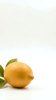 Fresh ripe lemon with green leaves isolated on white background for healthy cooking and citrus fruit recipes.