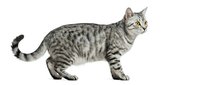 Gray tabby cat standing in profile on white background, domestic feline pet isolated for design projects and veterinary materials.