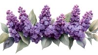 Purple lilac flowers with green leaves arranged in horizontal border composition on white background, isolated floral design element for spring decoration.