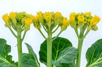 Fresh yellow rapeseed flowers and green stems close up on white background, agricultural crop plant in bloom showing detailed buds and leaves.