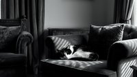 Black and white cat sleeping peacefully on leather sofa in cozy living room with natural window light creating dramatic shadows and serene domestic atmosphere.