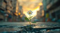 Single daisy flower growing through crack in urban pavement at sunset, with blurred city street background creating magical bokeh effect and hope concept.