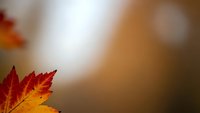 Autumn maple leaf with vibrant red and orange colors on blurred warm background for seasonal designs and fall themed projects.