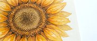Detailed sunflower with golden yellow petals and intricate seed head pattern on white background, suitable for botanical illustrations, nature designs, and educational materials.