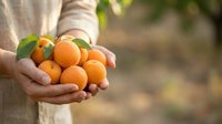 Farmer holding fresh orange fruits with green leaves in hands outdoors, harvest season agriculture produce for food and beverage industry.