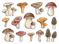 Variety of hand-drawn mushroom and toadstool illustrations in earthy tones, isolated on white background. Suitable for botanical designs, educational materials, and creative projects.